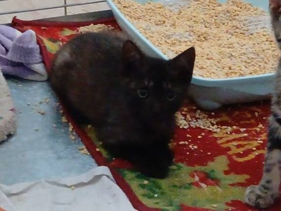 Vuoi adottare un gatto a Verona?