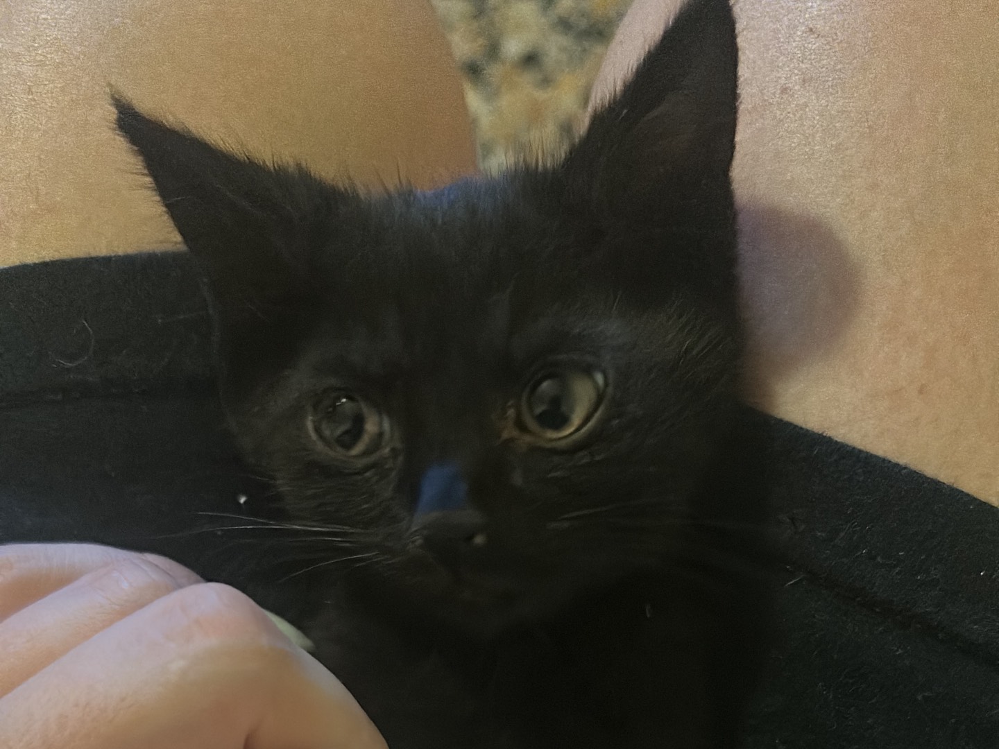Adozione gatto, maschio, Razza sconosciuta Razza sconosciuta, 2 mesi, taglia non valida, Milano