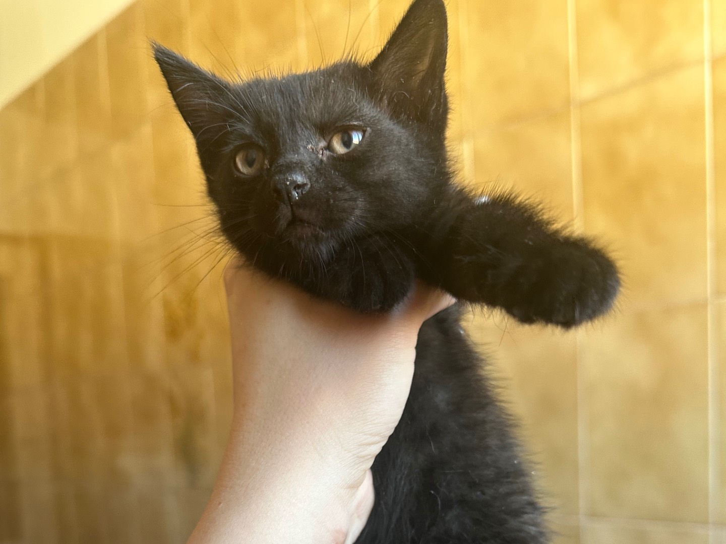Adotta un gatto, maschio, 2 mesi, Milano