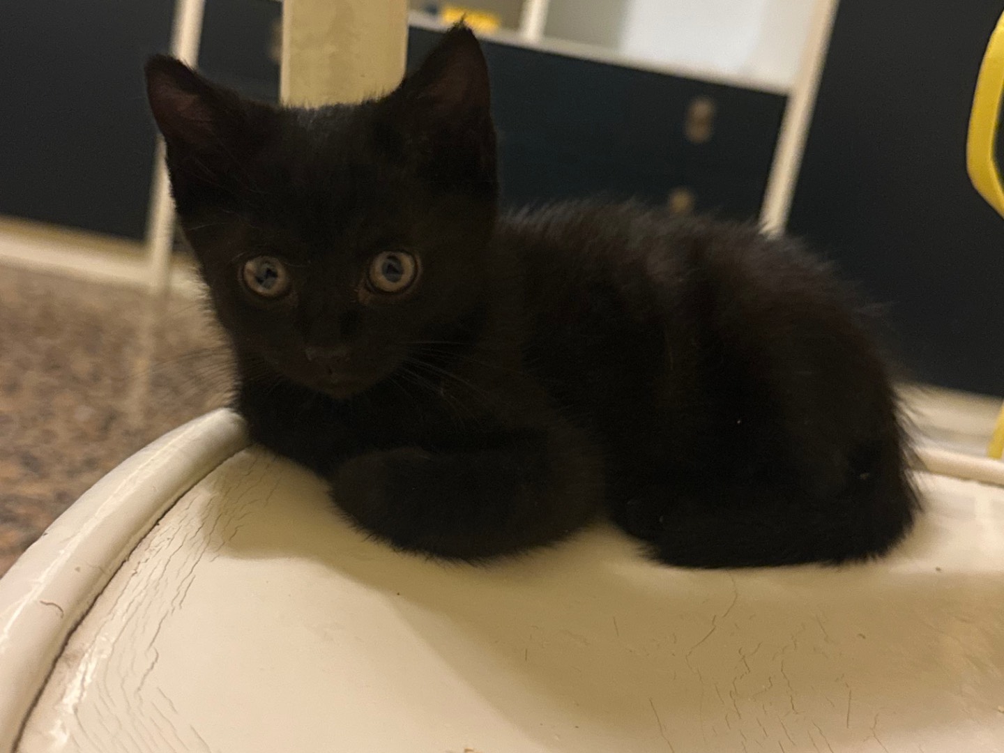 Adotta un gatto, taglia non valida, maschio, Milano