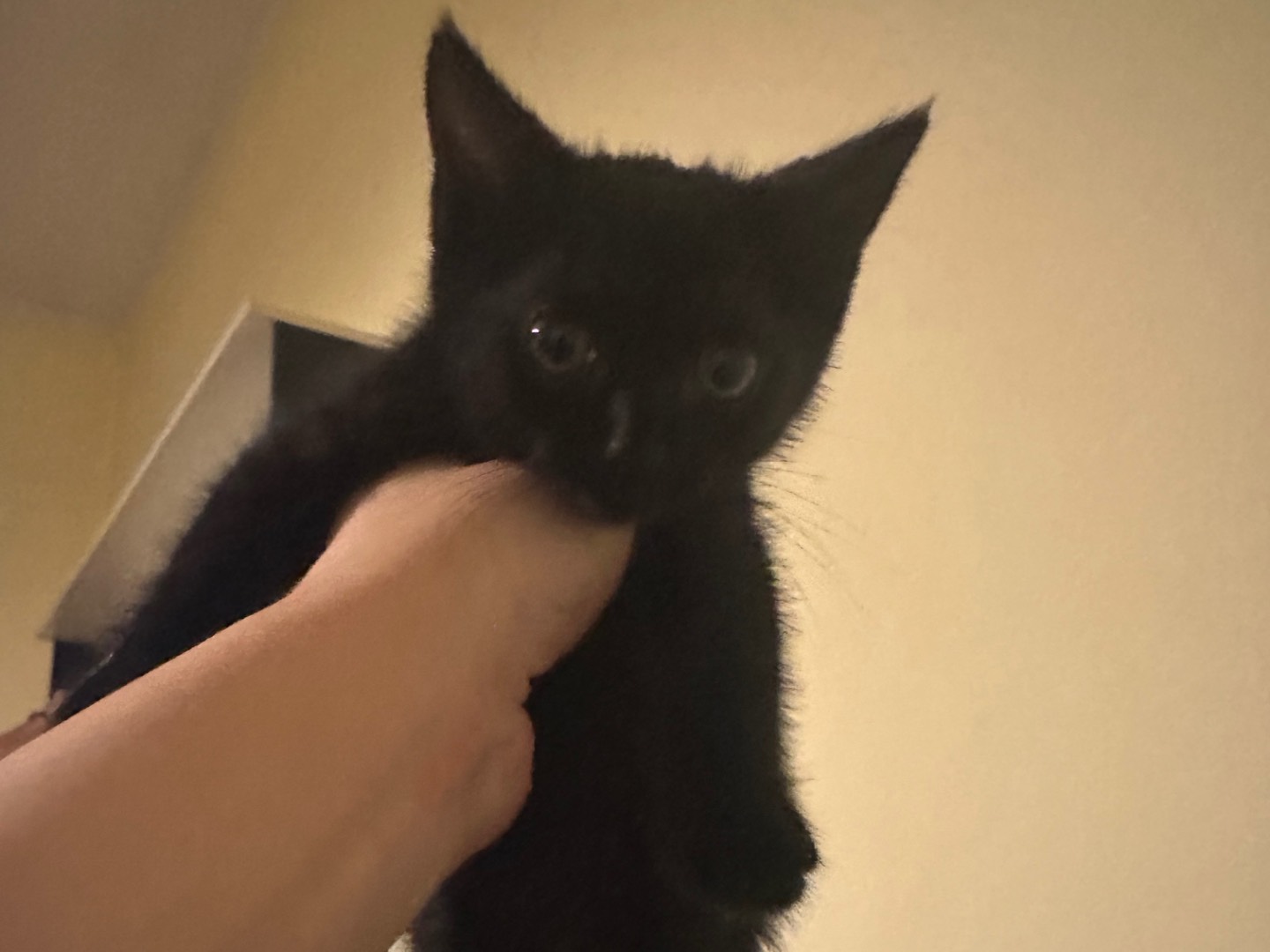 Vuoi adottare un gatto a Milano?
