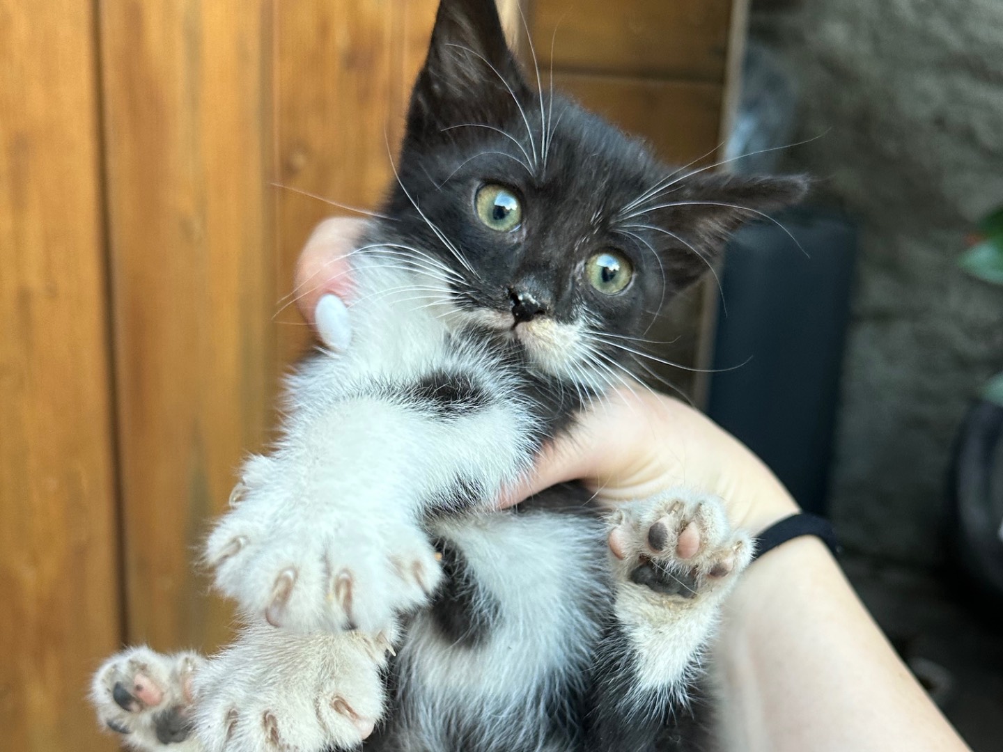 Adozione gatto, maschio, Razza sconosciuta Razza sconosciuta, 3 mesi, taglia non valida, Milano