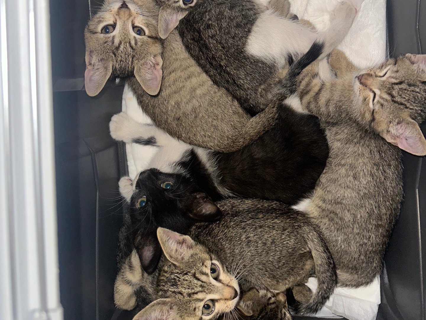 Adotta un gatto, maschio, 3 mesi, Milano