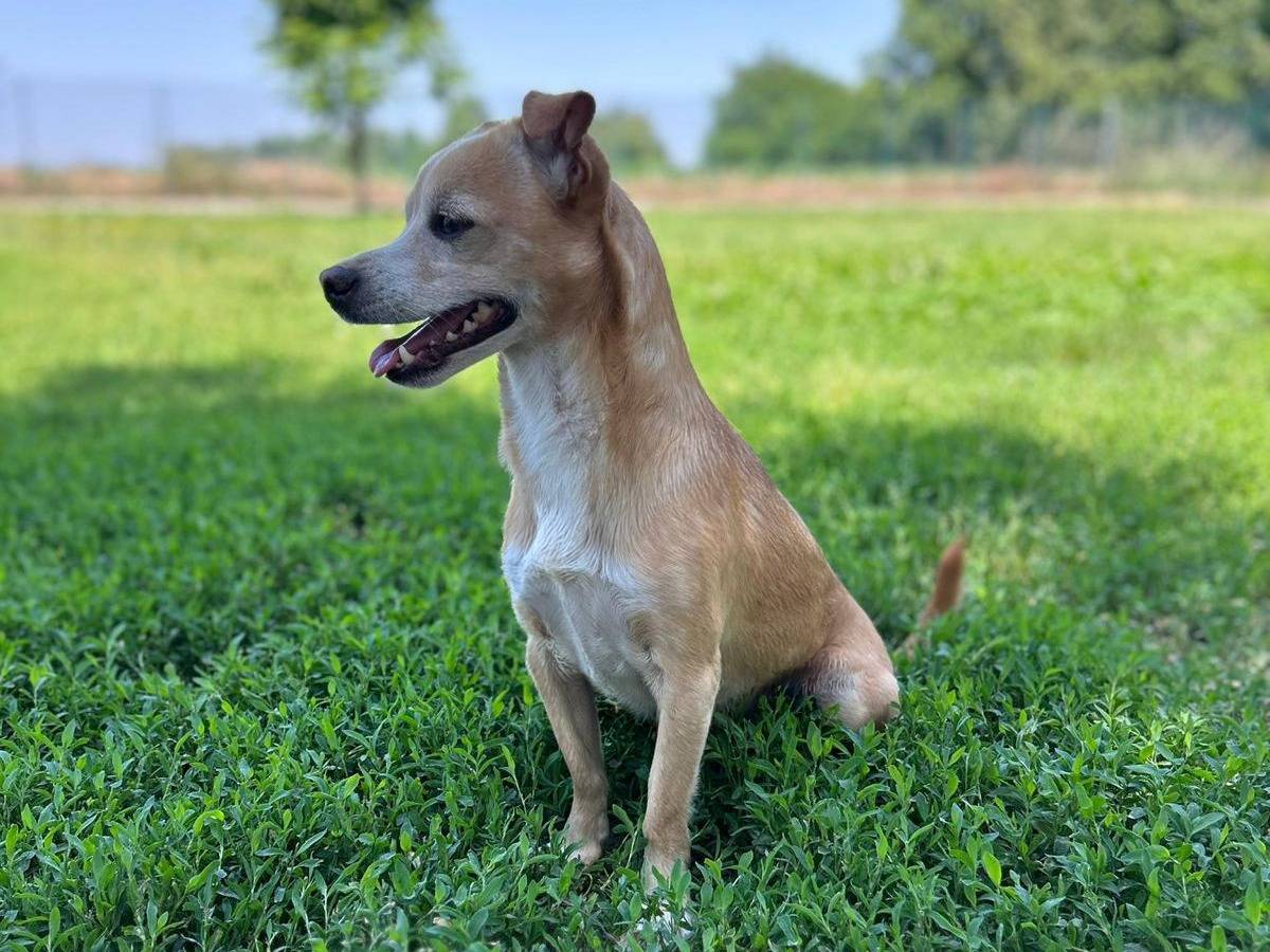 Adozione cane, maschio, Razza sconosciuta Razza sconosciuta, 2 anni e 4 mesi, taglia piccola, Pavia