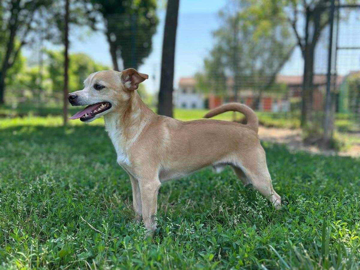 Adotta un cane, maschio, 2 anni e 4 mesi, Pavia