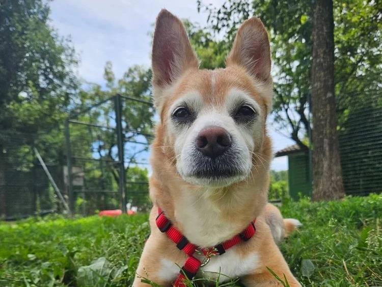 Adozione cane, maschio, Razza sconosciuta Razza sconosciuta, 12 anni e 8 mesi, taglia media contenuta, Pavia