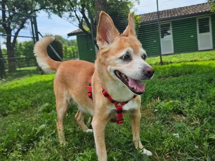 Adotta un cane, maschio, 12 anni e 8 mesi, Pavia