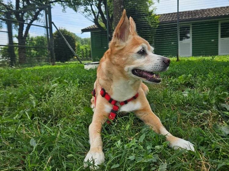 Adotta un cane, taglia media contenuta, maschio, Pavia