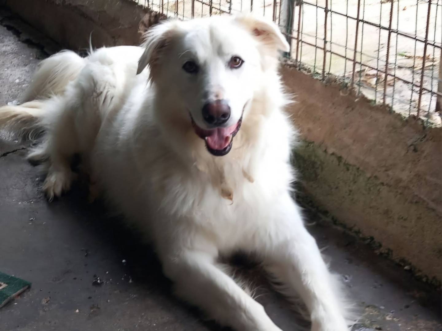 Adotta il cane Orso a Terni