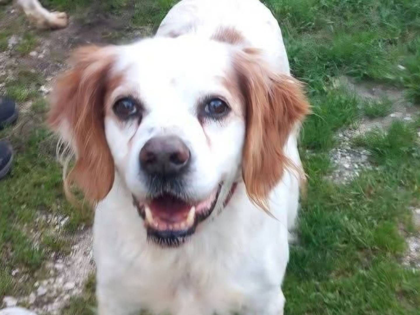 Adozione cane, maschio, Razza sconosciuta Razza sconosciuta, 13 anni e 4 mesi, taglia media contenuta, Terni