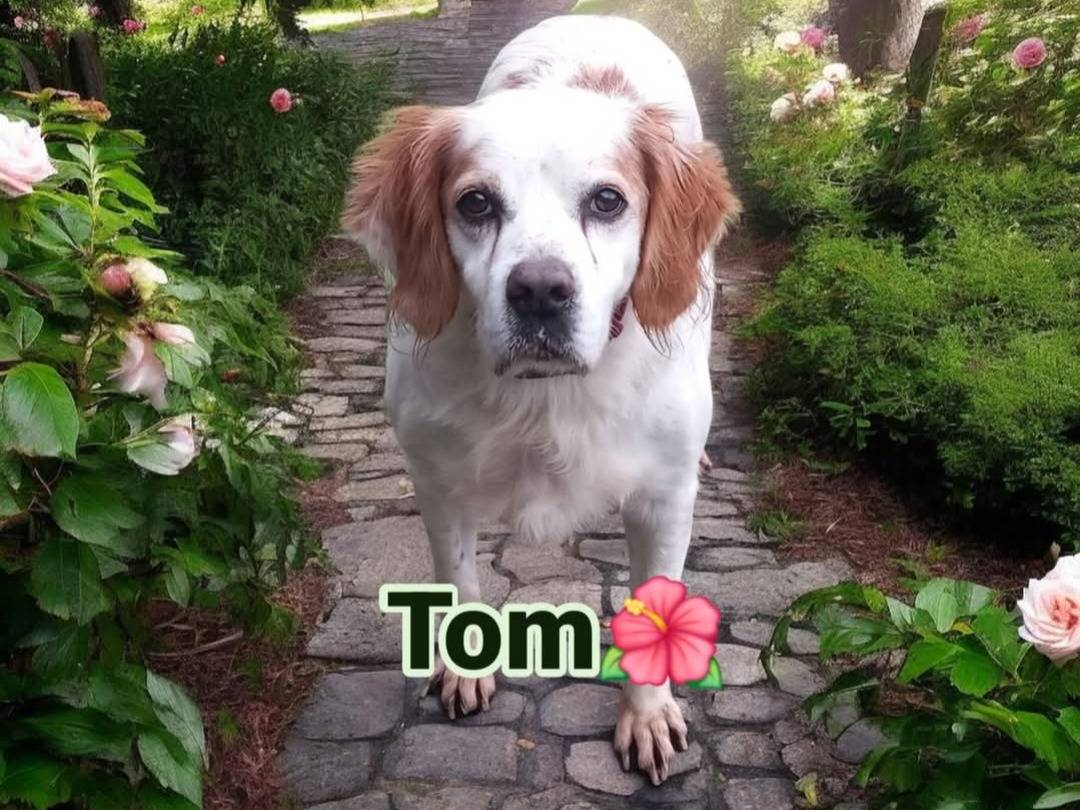 Adotta un cane, maschio, 13 anni e 4 mesi, Terni