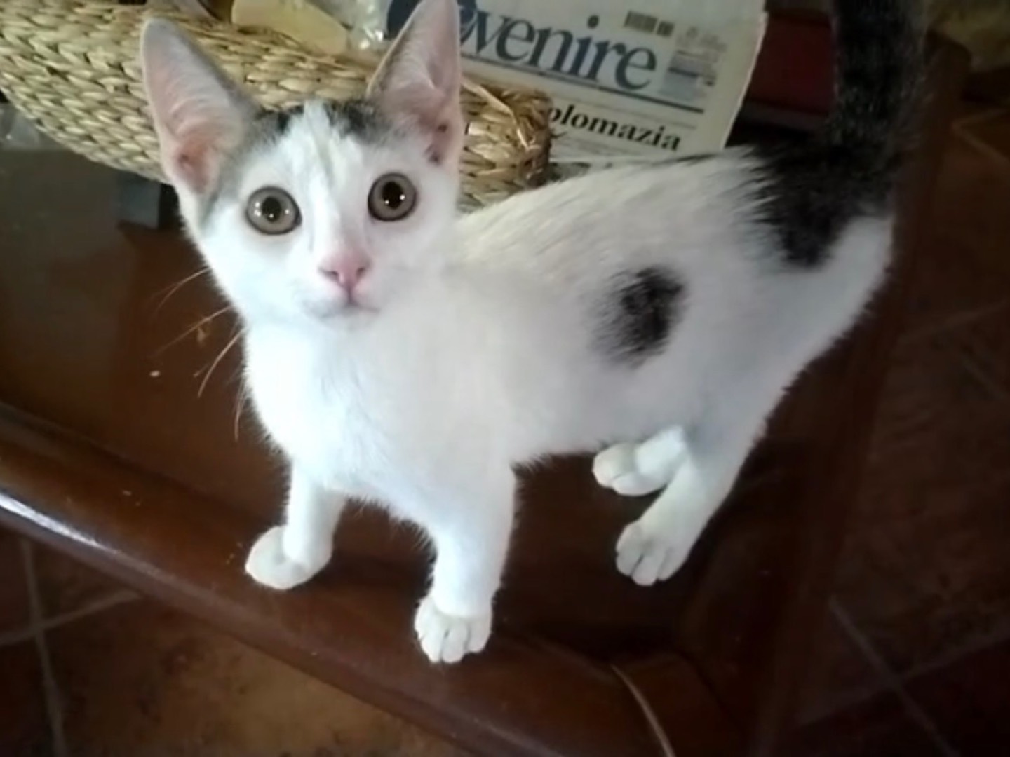 Adozione gatto, maschio, Razza sconosciuta Razza sconosciuta, 2 mesi, taglia non valida, Napoli