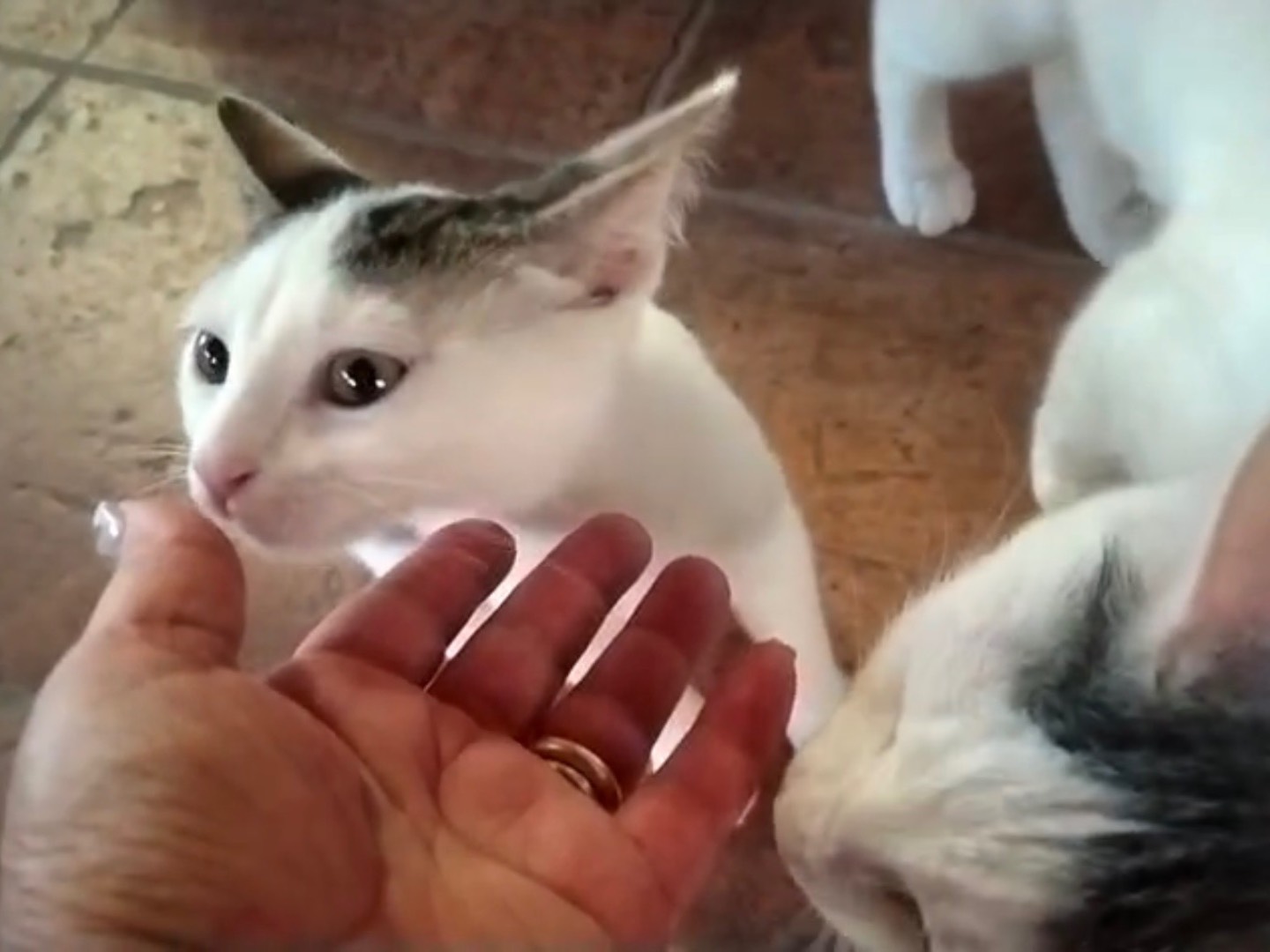 Adotta un gatto, maschio, 2 mesi, Napoli