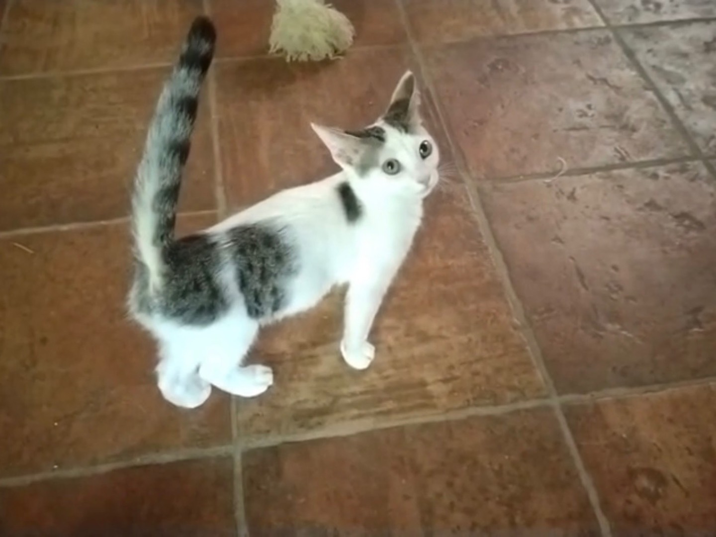 Adotta un gatto, taglia non valida, maschio, Napoli