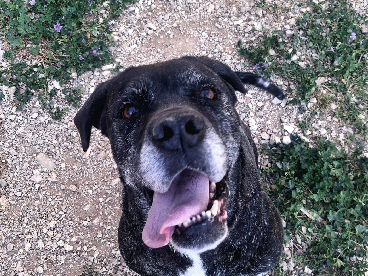 Adozione cane, femmina, Boxer Razza sconosciuta, 10 anni e 4 mesi, taglia grande, Terni