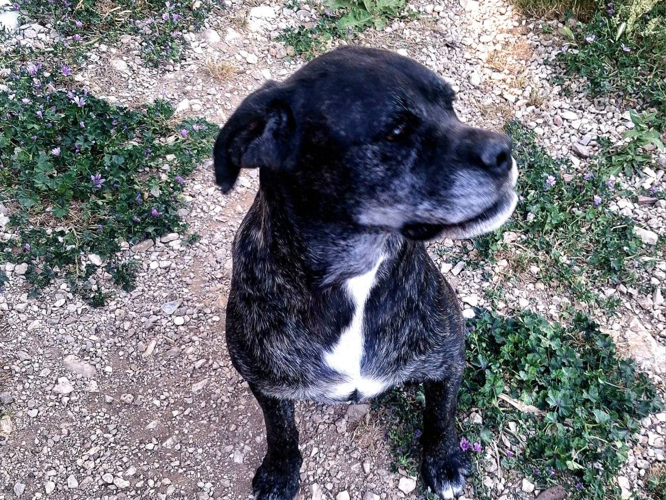 Adotta un cane, femmina, 10 anni e 4 mesi, Terni