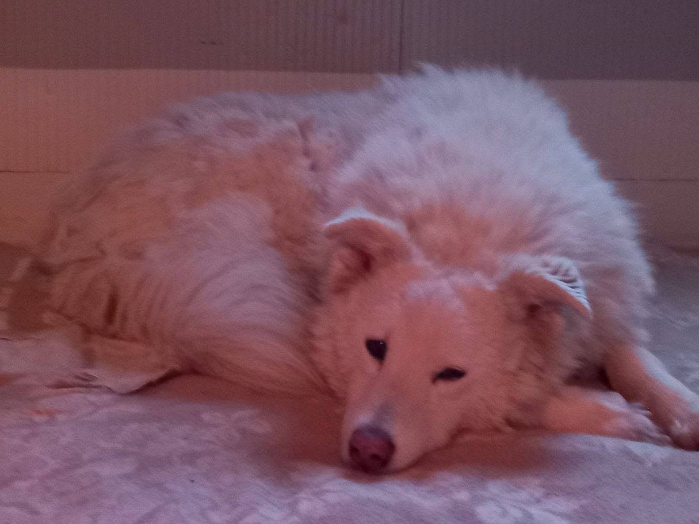 Adotta un cane, femmina, 11 anni e 4 mesi, Terni