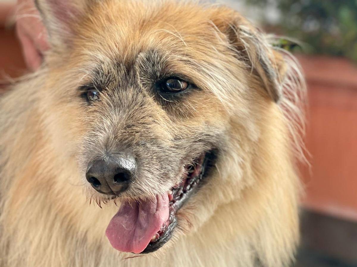Adozione cane, maschio, Razza sconosciuta Razza sconosciuta, 8 anni e 7 mesi, taglia media, Milano