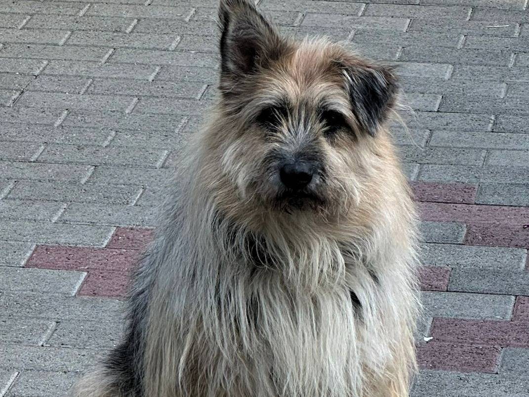 Adotta un cane, maschio, 8 anni e 7 mesi, Milano