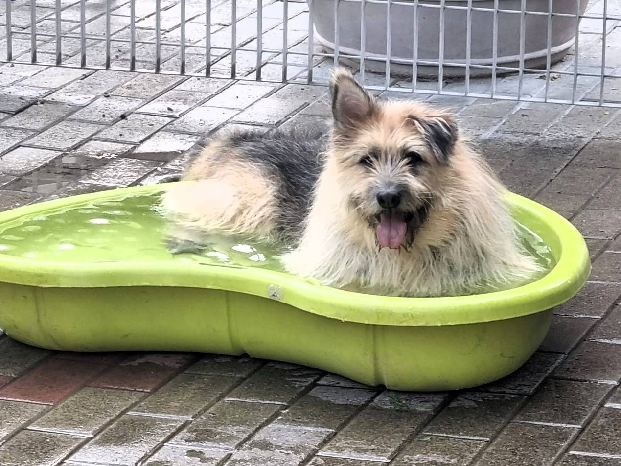 Adotta il cane SPANK a Milano