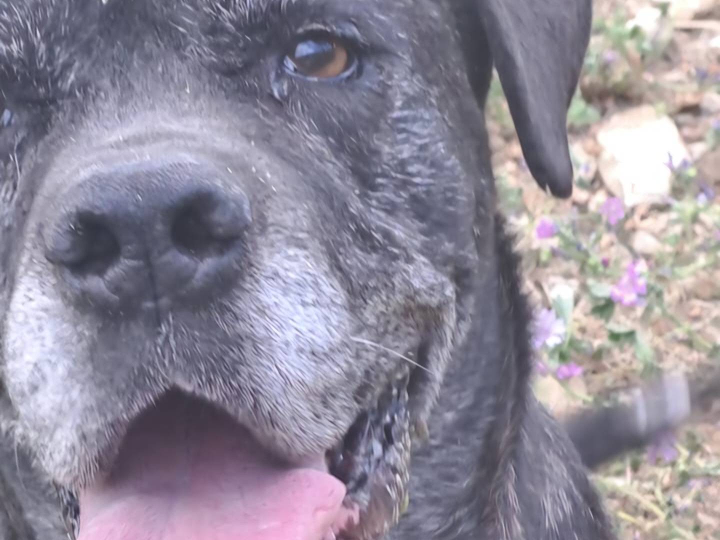 Adotta un cane, taglia grande, femmina, Terni