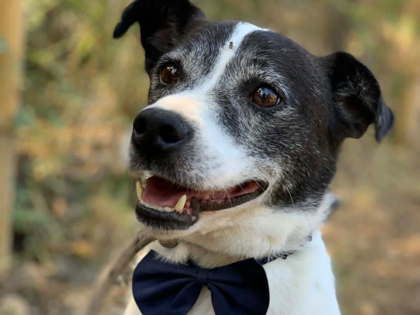 Adozione cane, maschio, Razza sconosciuta Razza sconosciuta, 8 anni e 1 mese, taglia media contenuta, Latina