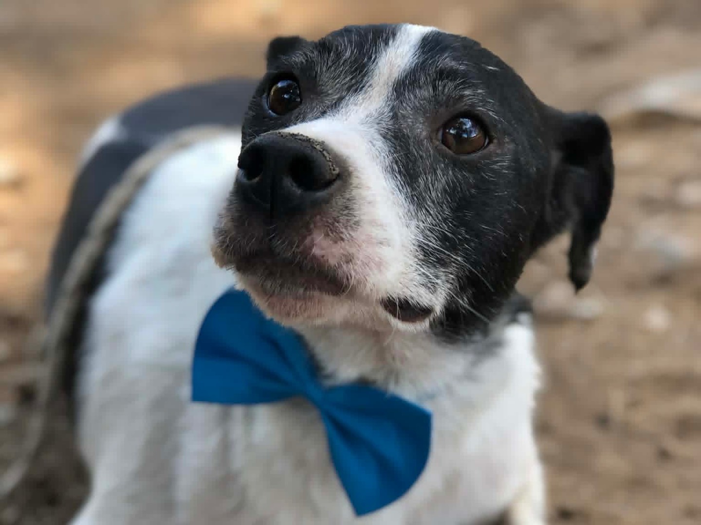 Adotta un cane, maschio, 8 anni e 1 mese, Latina