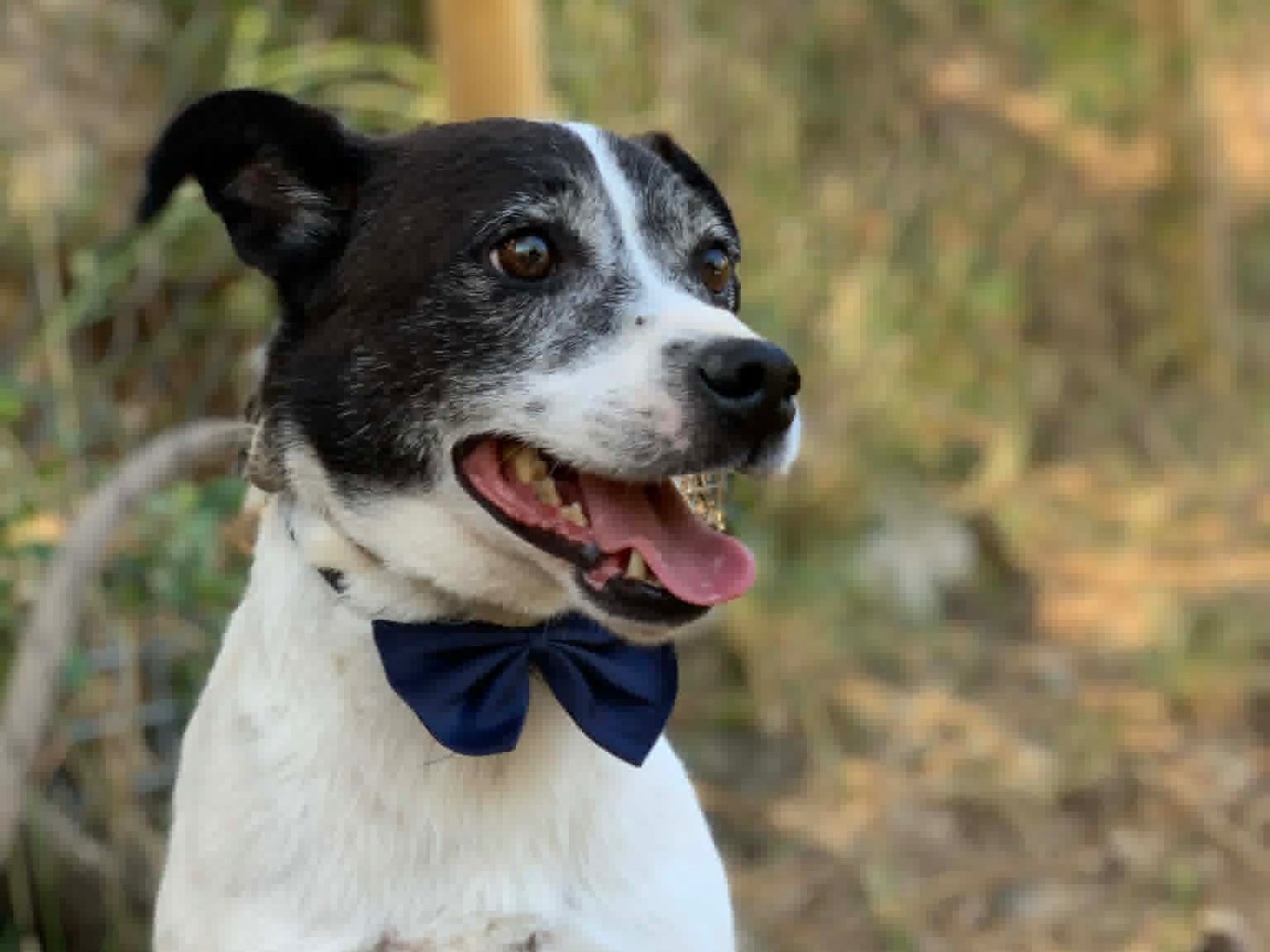 Vuoi adottare un cane a Latina?