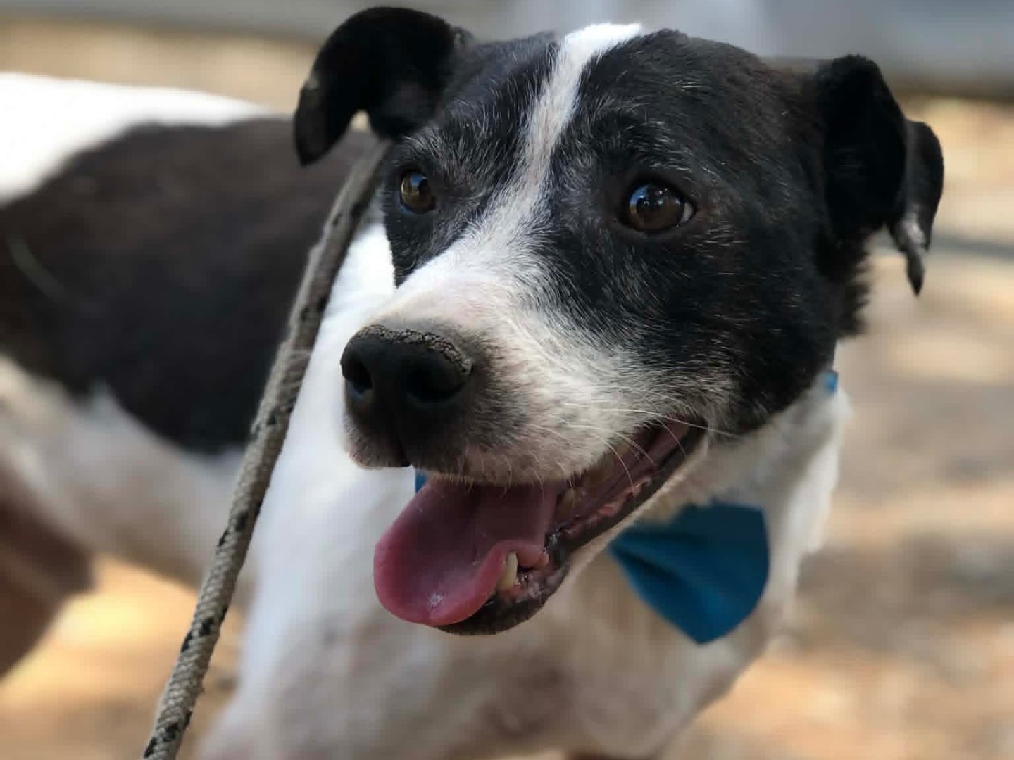 Adotta il cane Mino a Latina
