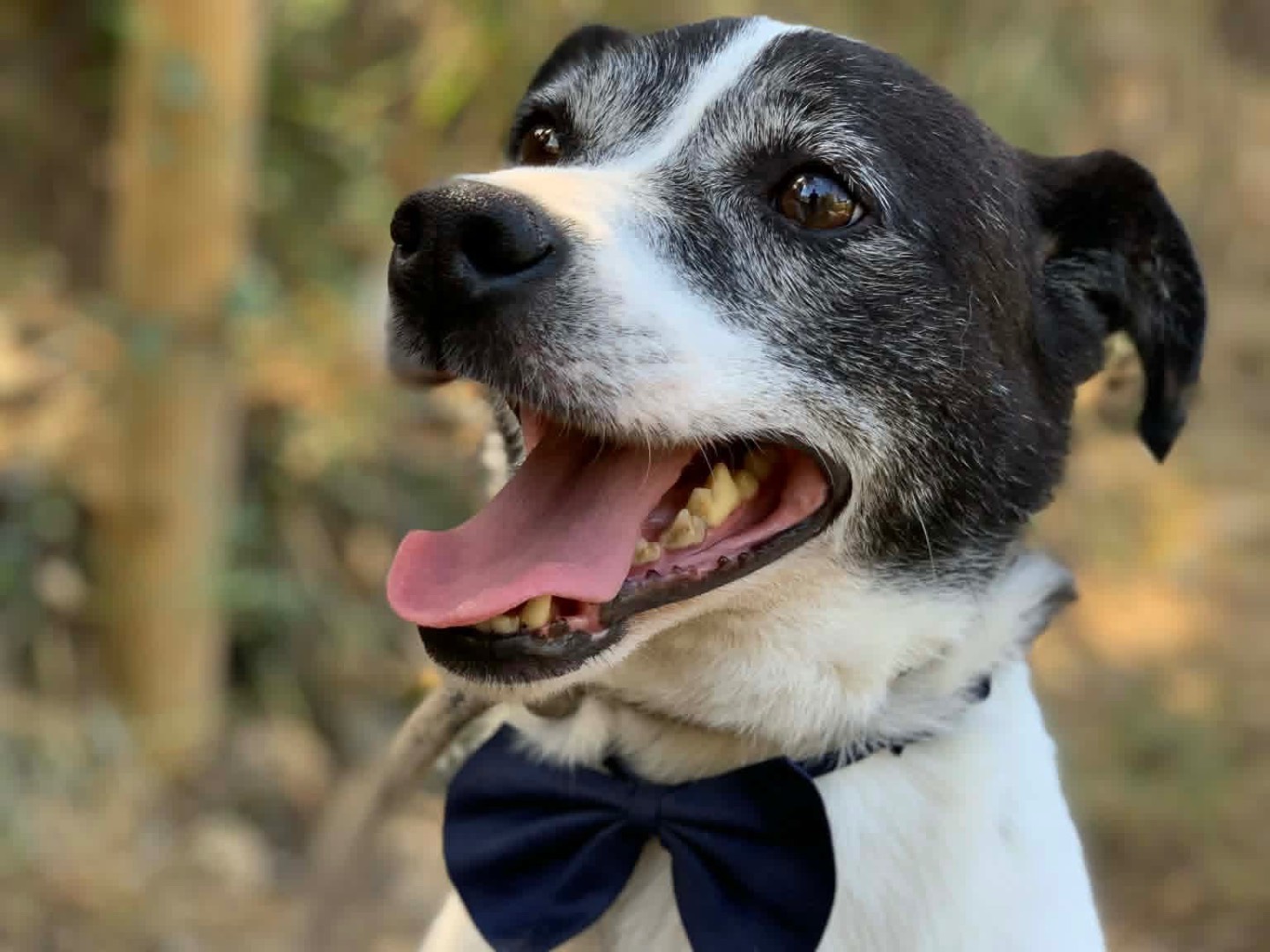 Adotta un cane, taglia media contenuta, maschio, Latina