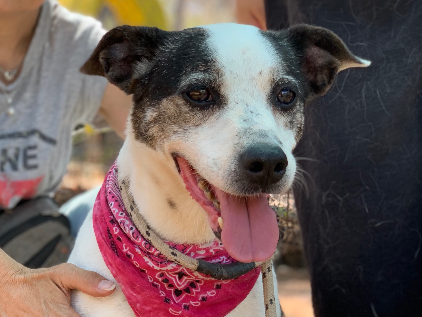 Adozione cane, femmina, Razza sconosciuta Razza sconosciuta, 11 anni e 2 mesi, taglia media, Latina
