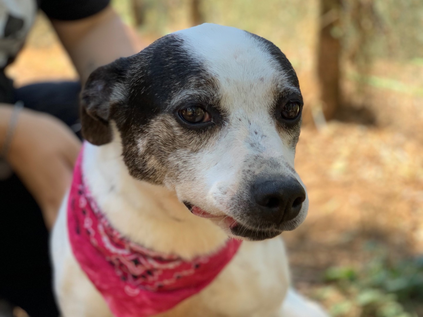 Adotta un cane, femmina, 11 anni e 2 mesi, Latina