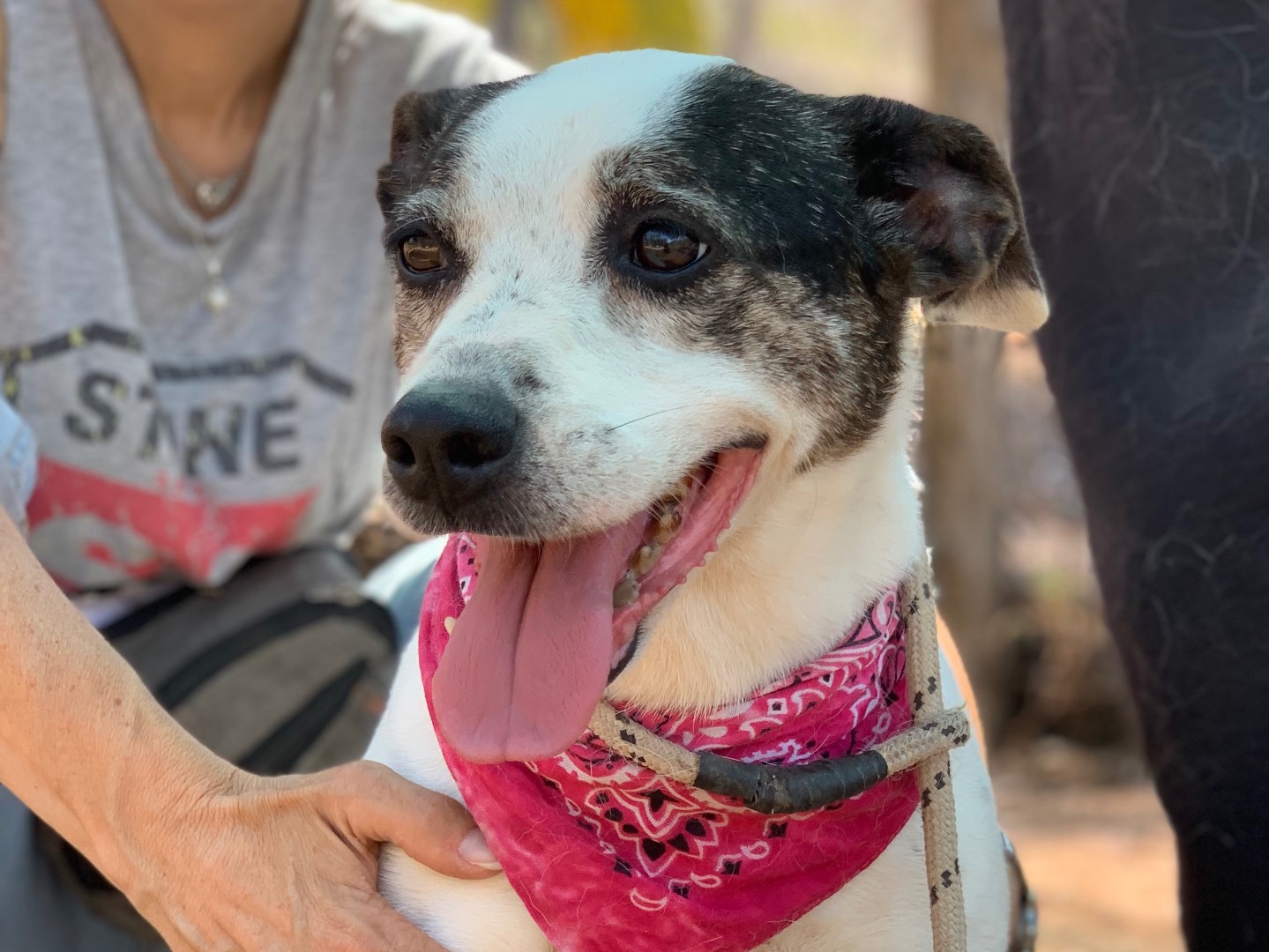 Adotta il cane Catia a Latina