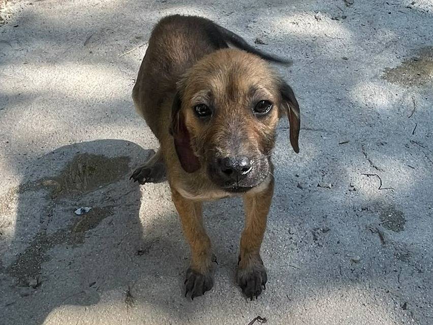 Adozione cane, femmina, Razza sconosciuta Razza sconosciuta, 2 mesi, taglia media contenuta, Frosinone