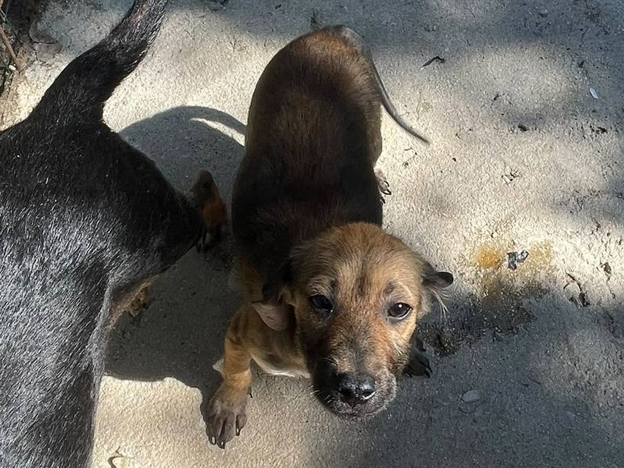 Adotta un cane, femmina, 2 mesi, Frosinone