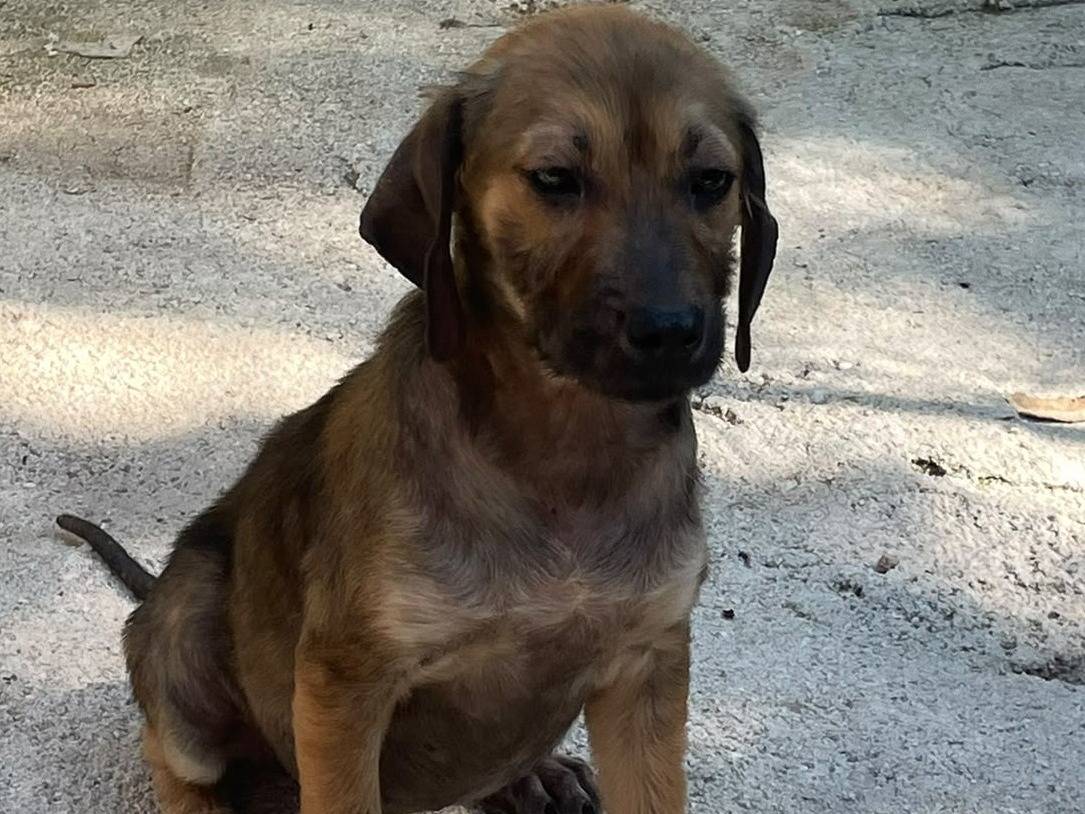 Adotta il cane OMBRA a Frosinone