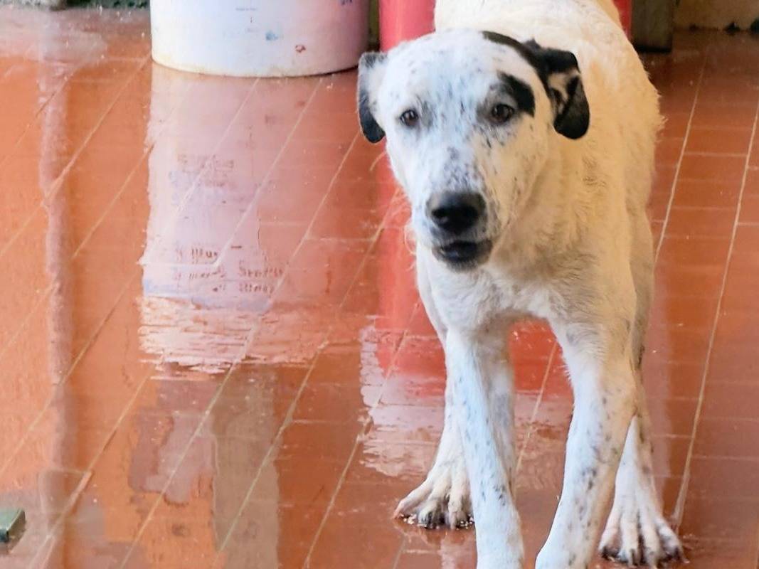 Adozione cane, femmina, Razza sconosciuta Razza sconosciuta, 9 mesi, taglia media, Trapani