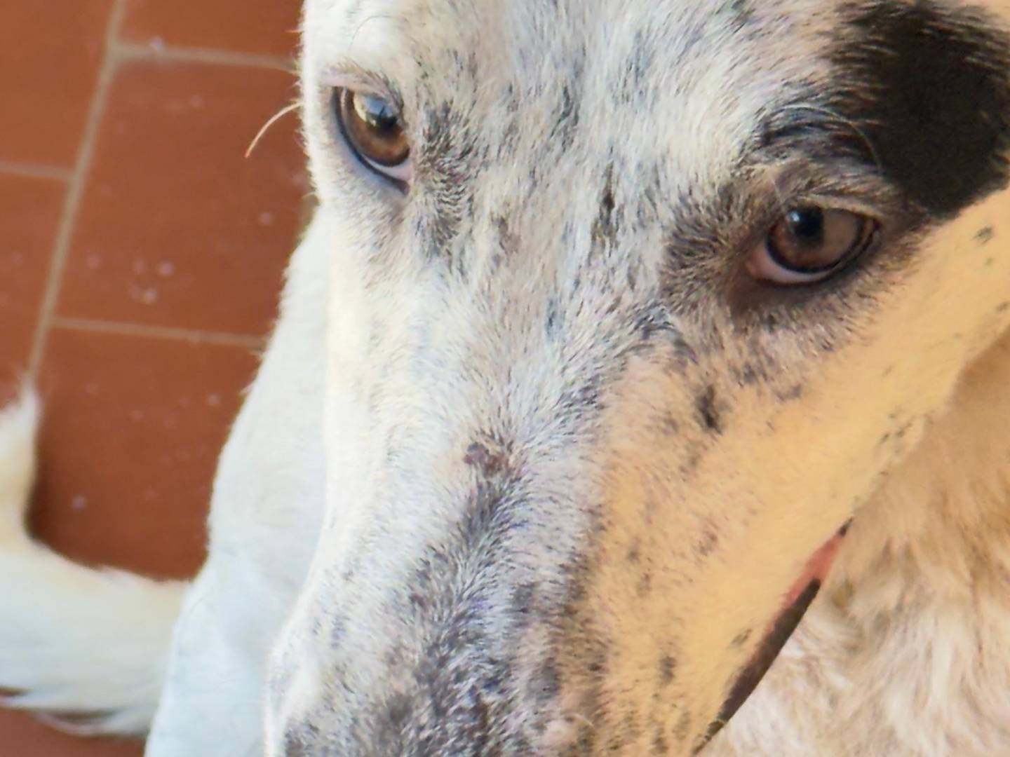Adotta un cane, femmina, 9 mesi, Trapani