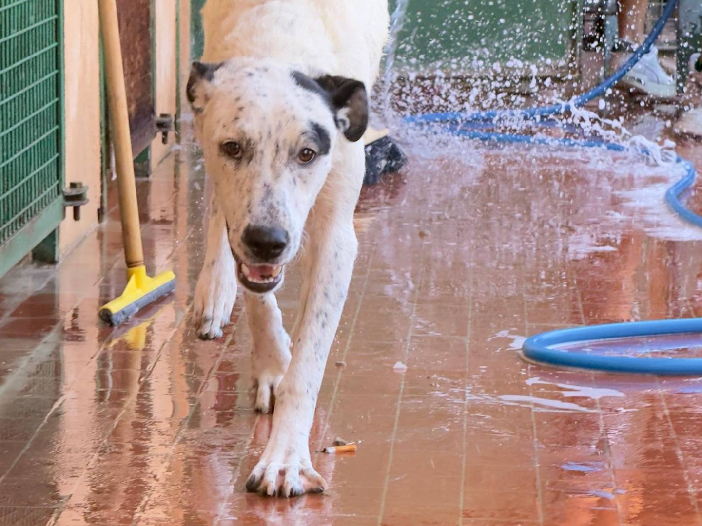 Adotta un cane, taglia media, femmina, Trapani