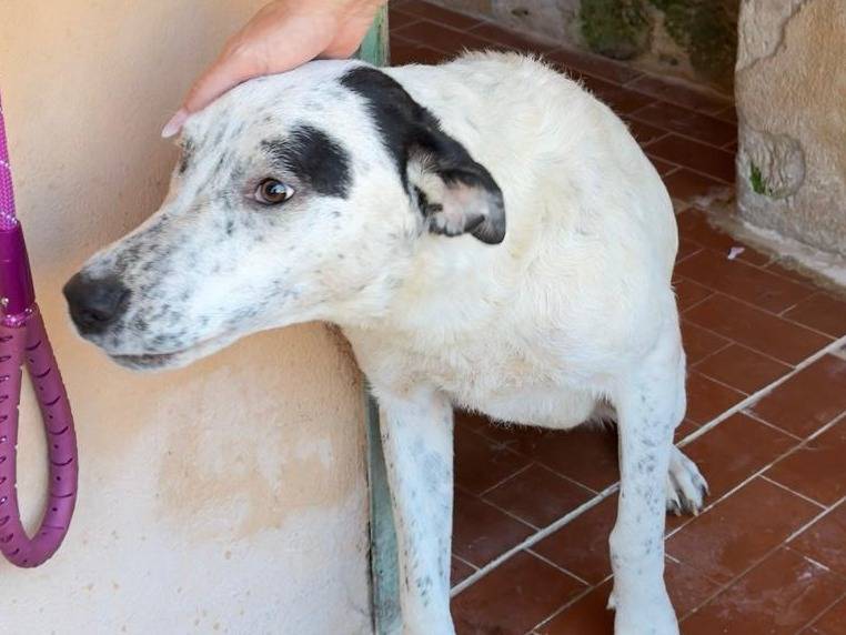 Vuoi adottare un cane a Trapani?