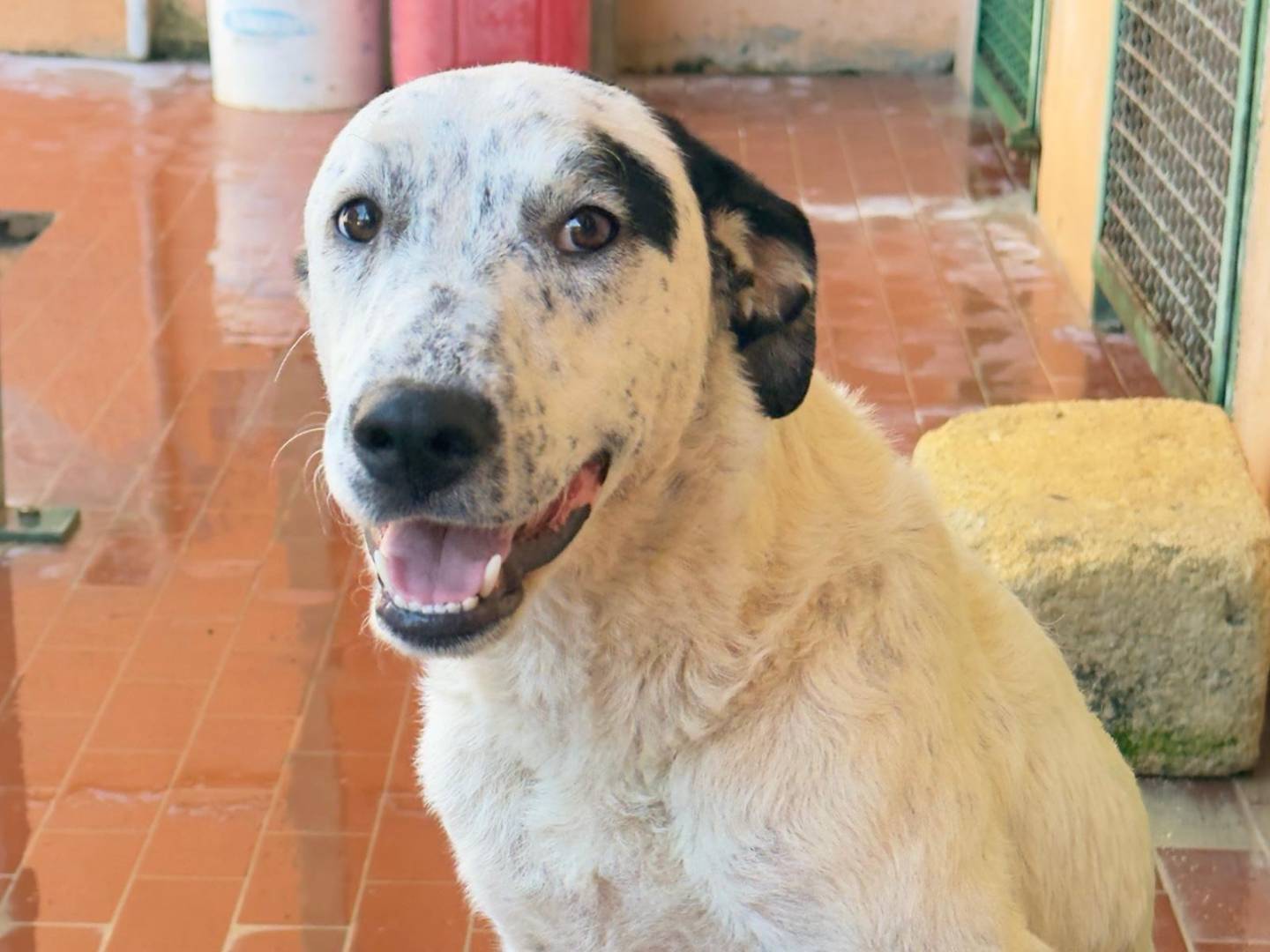 Adotta il cane Dasy a Trapani