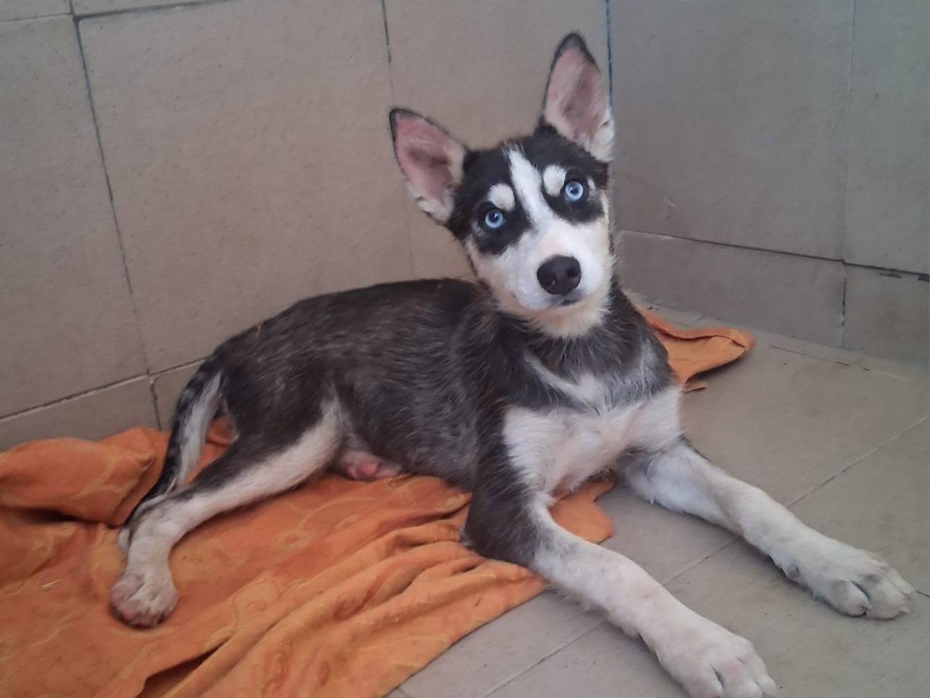 Adozione cane, femmina, Siberian Husky Razza sconosciuta, 3 mesi, taglia media contenuta, Taranto