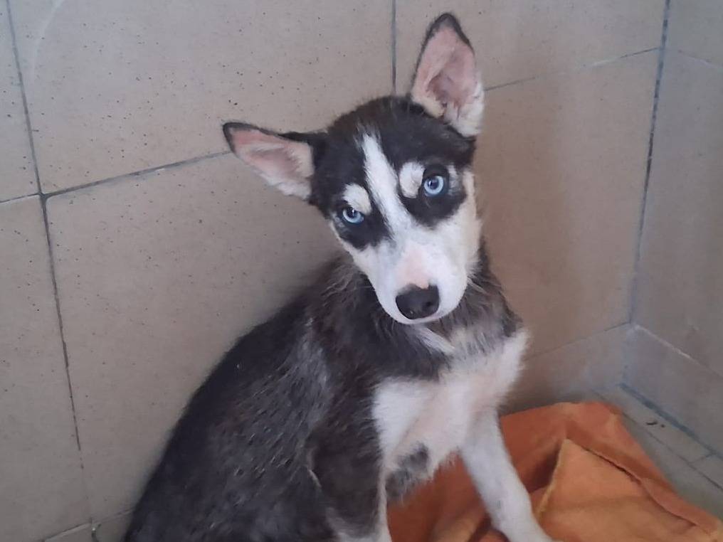 Adotta un cane, femmina, 3 mesi, Taranto