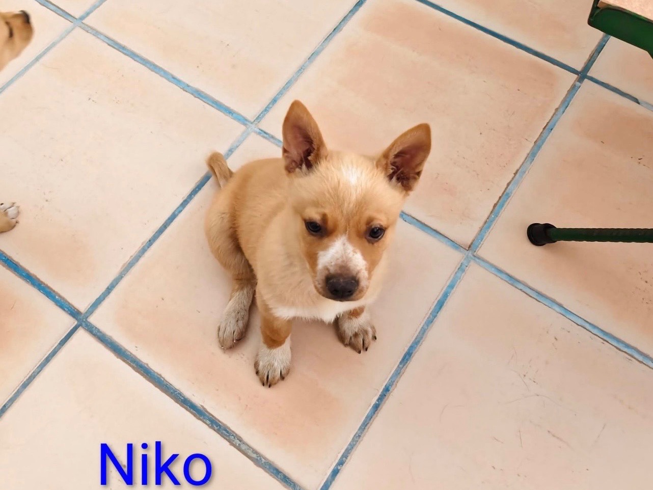 Adozione cane, femmina, Razza sconosciuta Razza sconosciuta, 3 mesi, taglia piccola, Bari