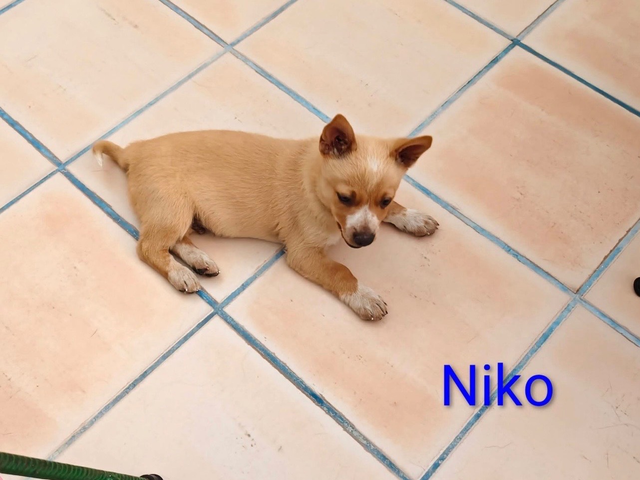 Adotta un cane, taglia piccola, femmina, Bari