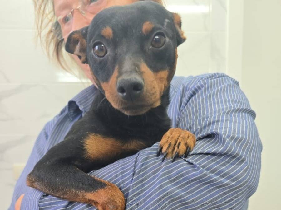 Adozione cane, maschio, Pinscher Razza sconosciuta, 2 anni e 1 mese, taglia piccola, Taranto