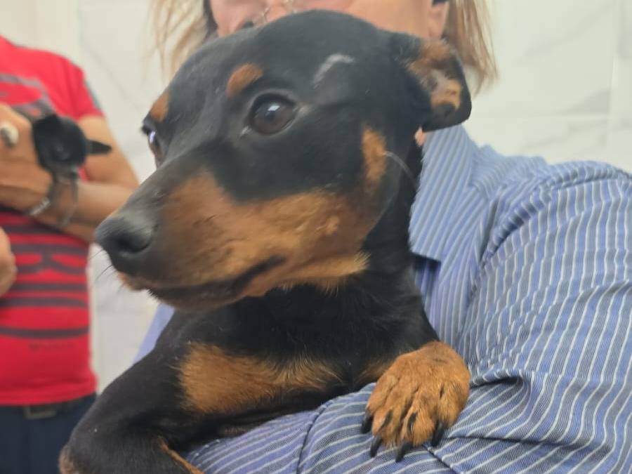 Adotta un cane, maschio, 2 anni e 1 mese, Taranto
