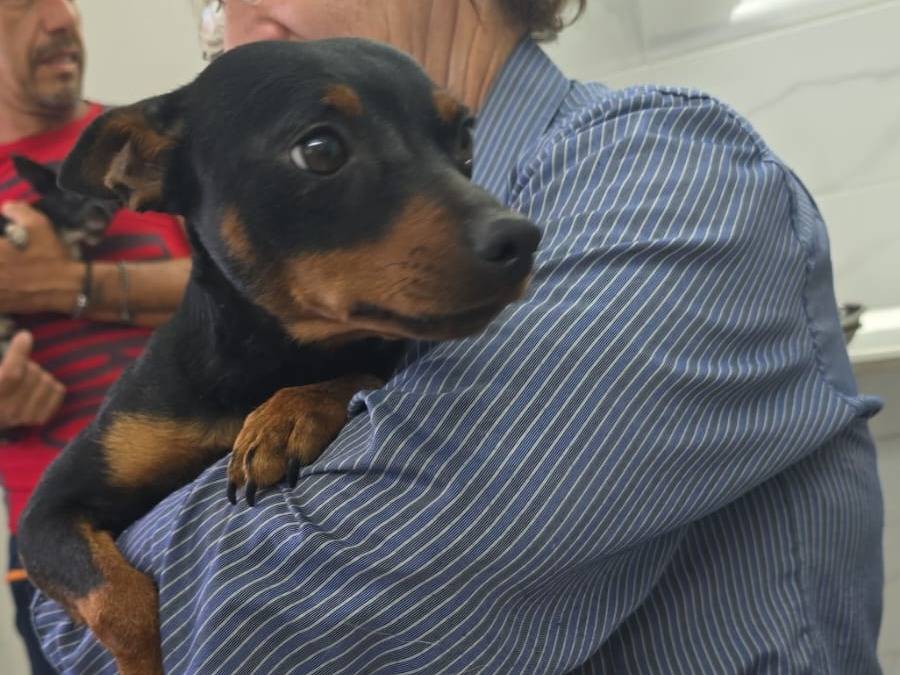 Adotta un cane, taglia piccola, maschio, Taranto