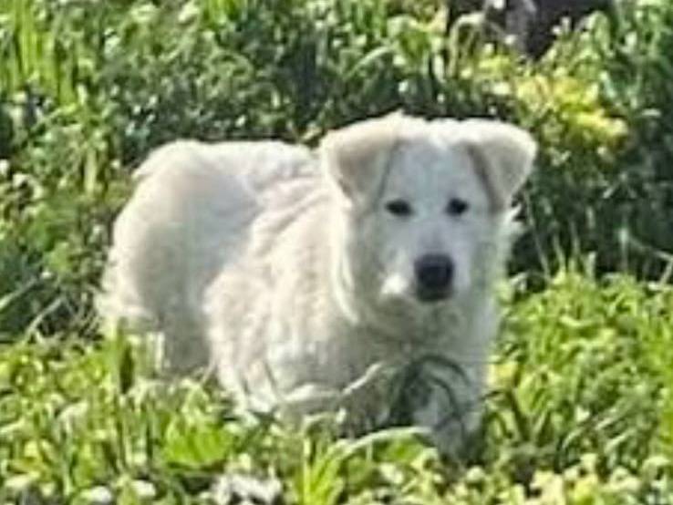 Foto 2 dell'animale