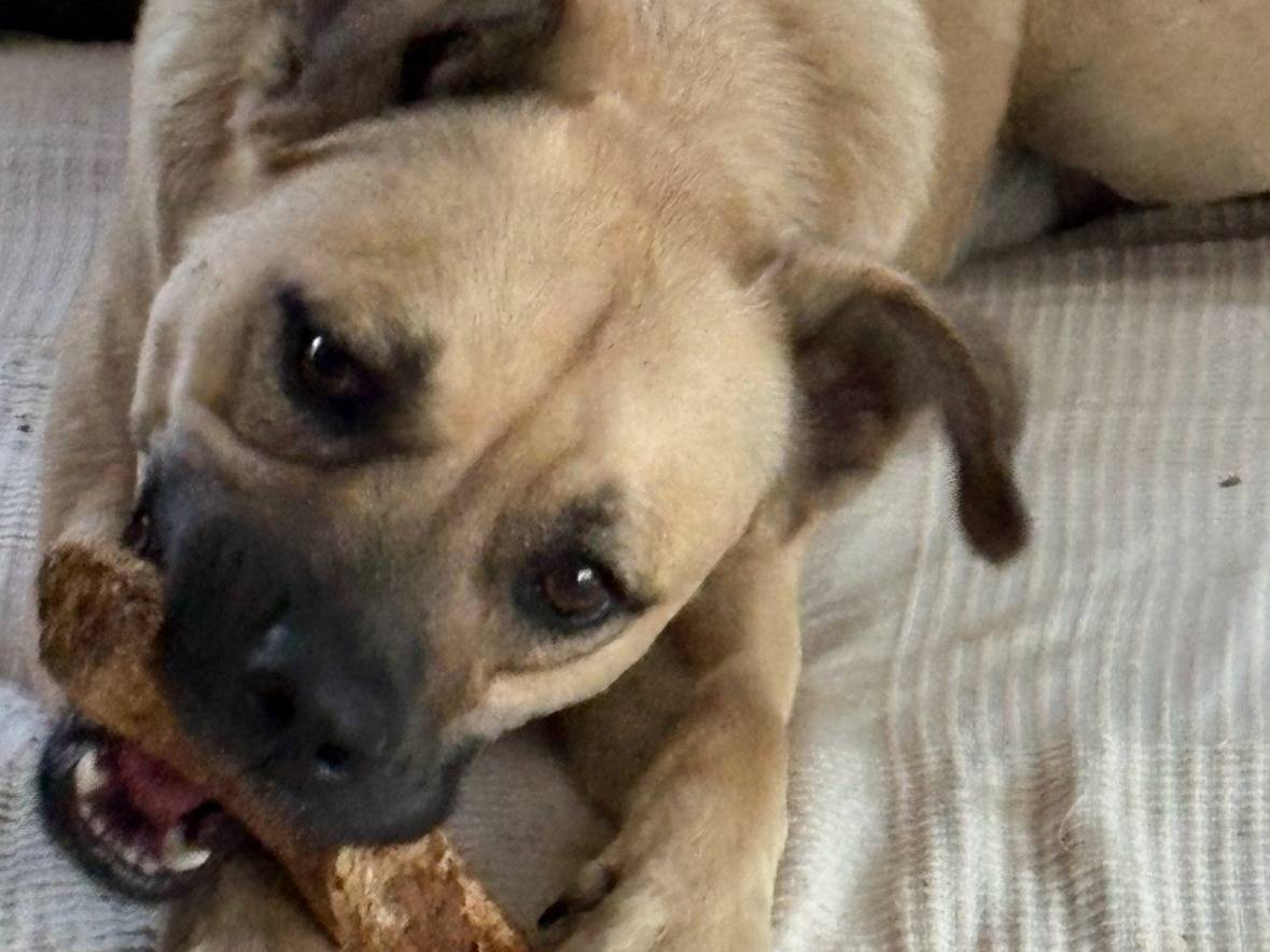 Adozione cane, maschio, Razza sconosciuta Razza sconosciuta, 6 mesi, taglia media, Siracusa